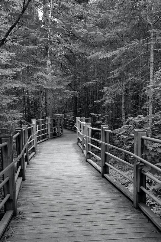 _MG_7797_bw.jpg